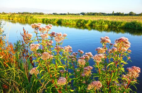 Blooms nature waterway photo