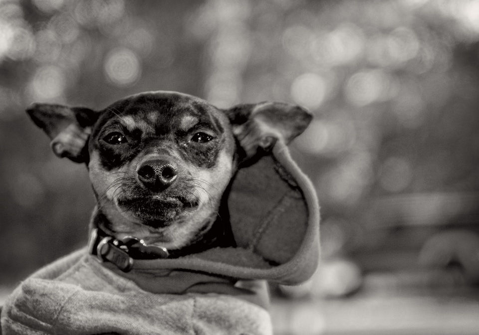 Miniature pinscher canine puppy