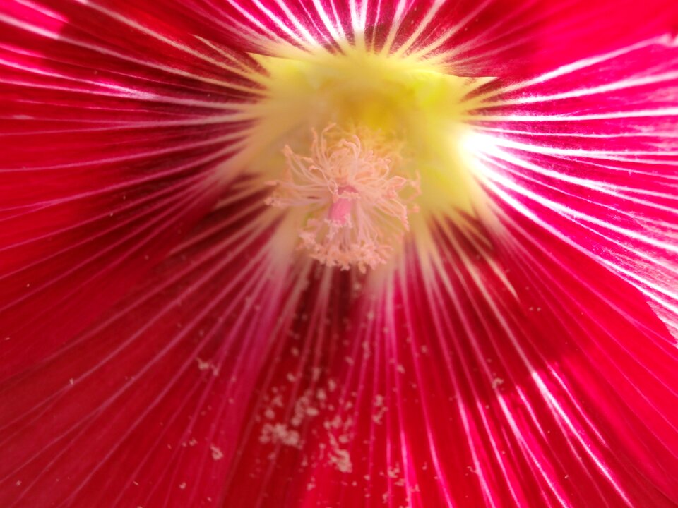 Pink flower pollen macro