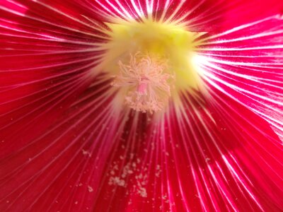Pink flower pollen macro