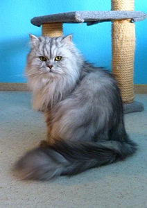 Grey fur cat tree photo