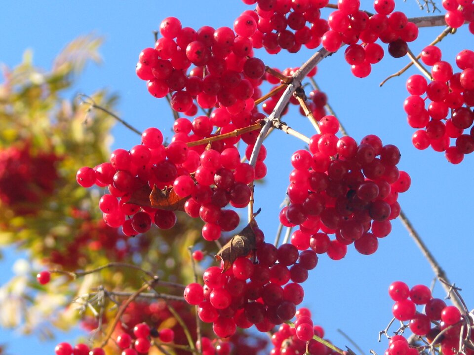 Viburnum berry autumn