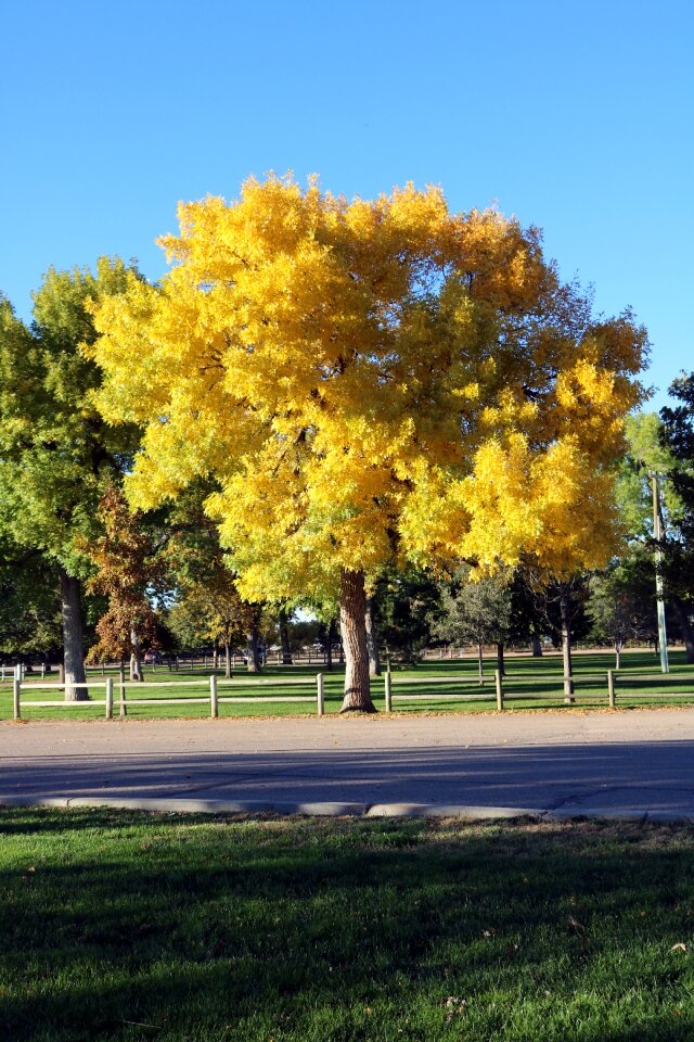 Autumn fall nature