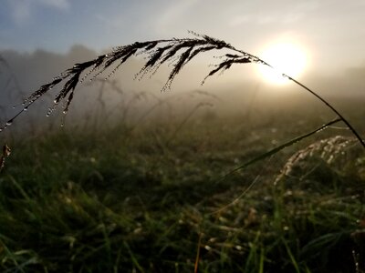 Summer morning grass photo