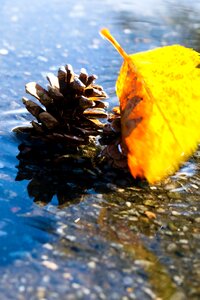 Nature autumn fall