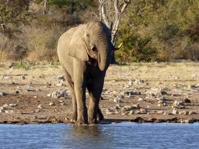 Wildlife elephant namibia