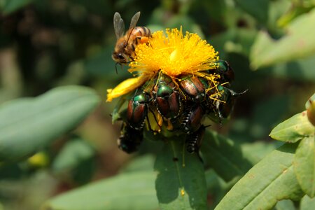 Flower bee nectar