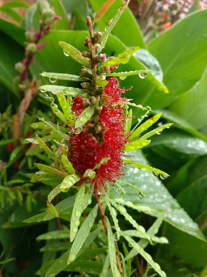 Bottle brush shrub blossom bloom