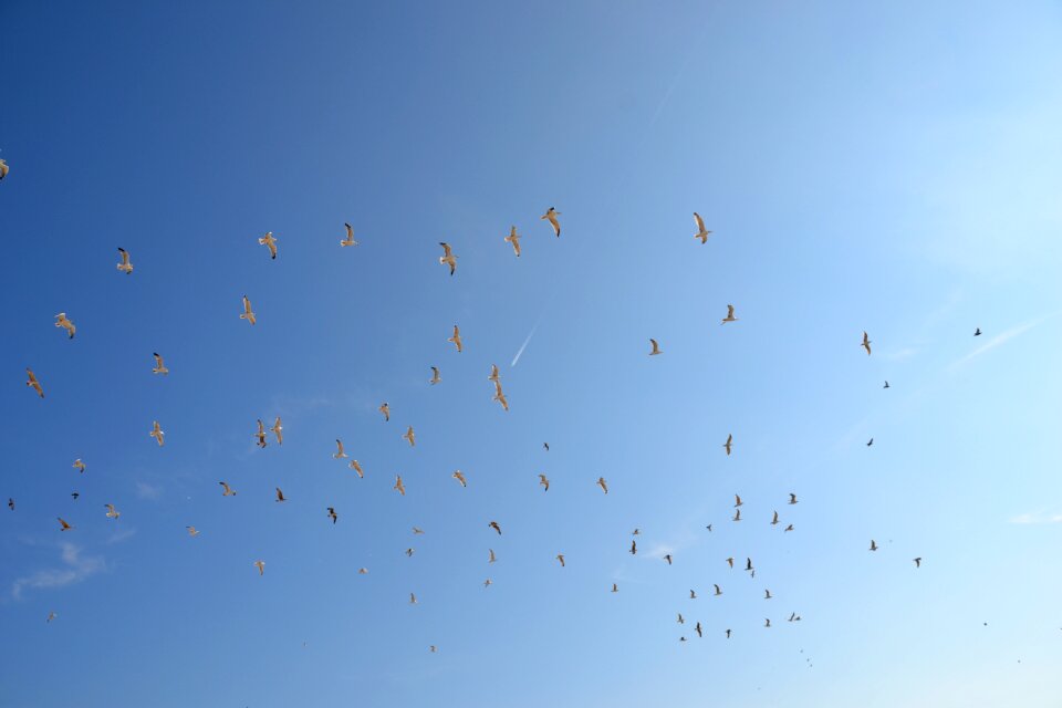Birds fly