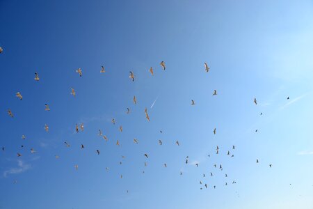 Birds fly photo