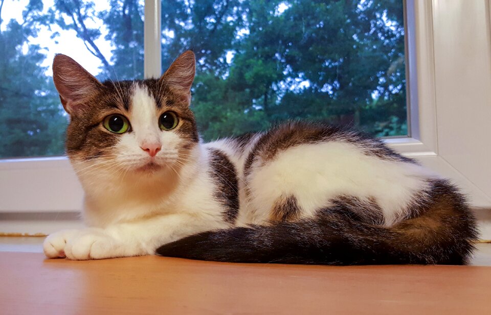 Domestic cat animals mieze