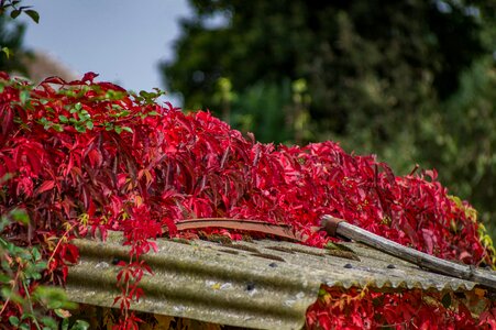 Red leaves late summer flowers