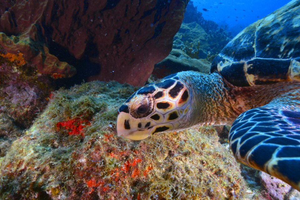 Turtle seabed animal