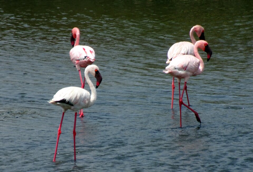 Flamingo avian wildlife
