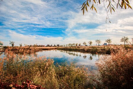 The water blue sky aquatic plants