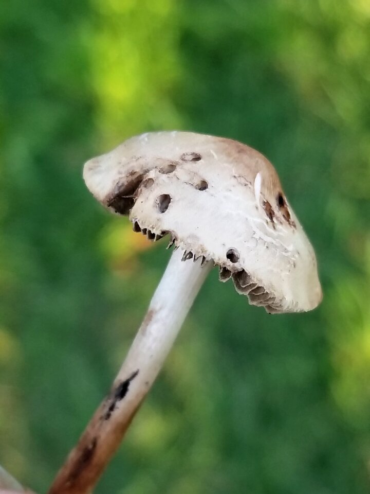 Nature tiny