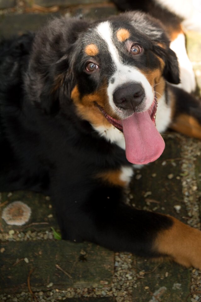 Animal dog bernese mountain dog
