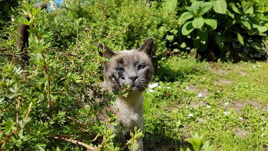 Kitten kitty adorable