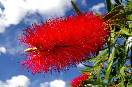 Red springtime native flora