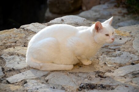 Domestic cat animal sweet