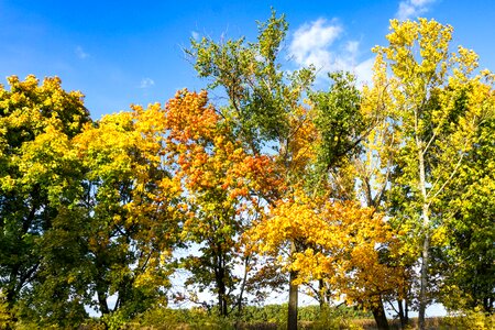 Paint trees nature
