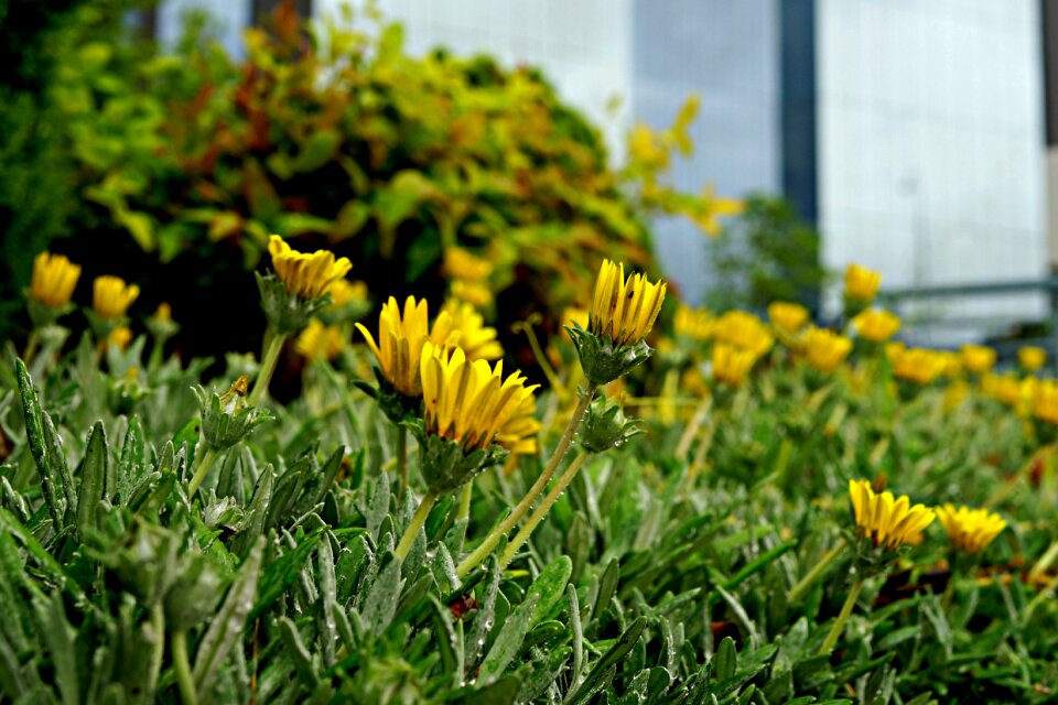 Perennial roadflower botanical
