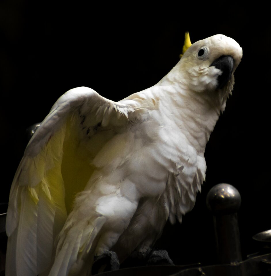 Black contrast animals