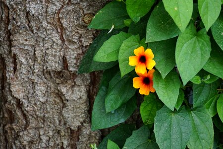 Bloom creeper orange