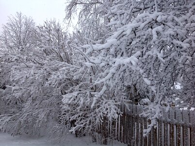 Trees winter
