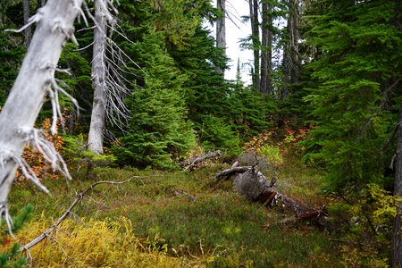 Mountain forest nature photo