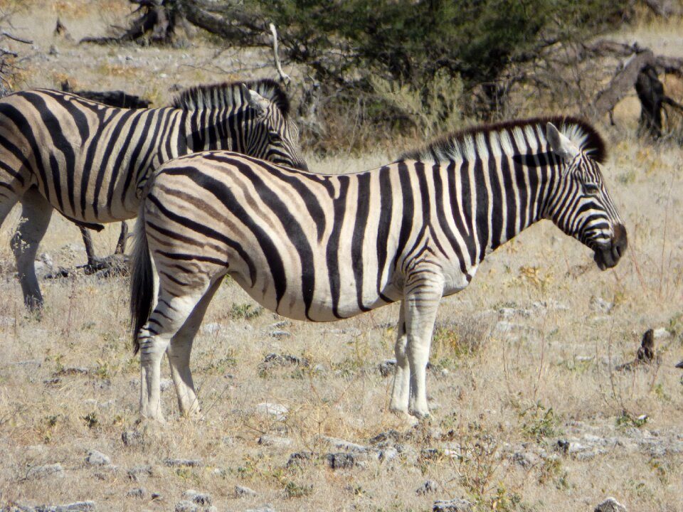Wildlife zebras namibia