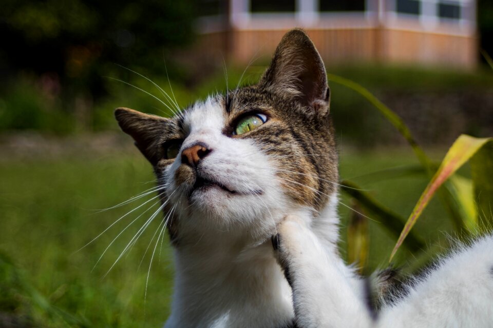 Pet domestic scratching