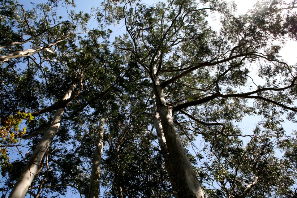Landscape green pine