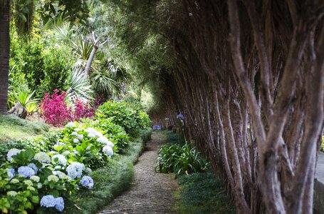 Monte garden tropical garden