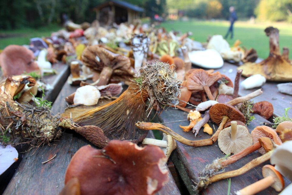 The seasons change forest floor forest