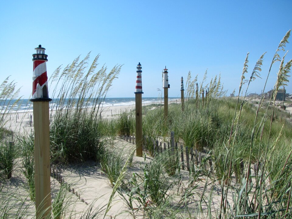Sand dunes grass