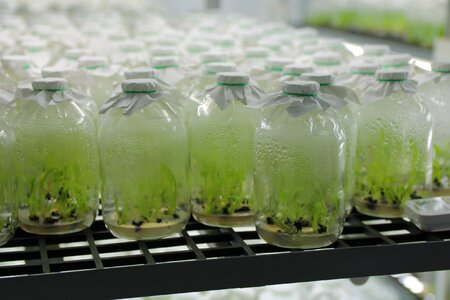 Banana seedlings banana in the jar