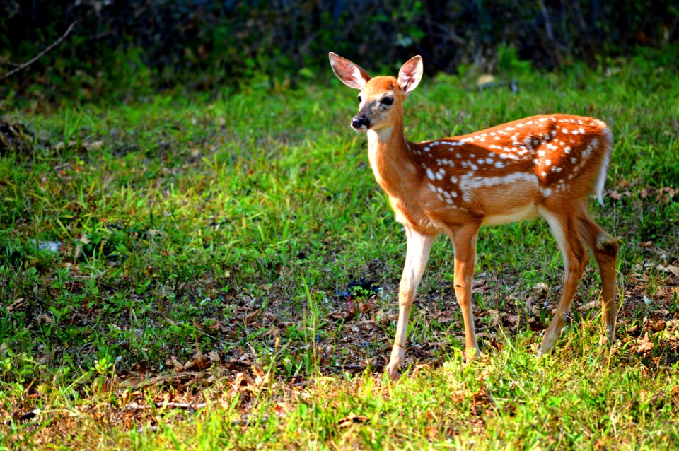 Deer floral deer animal