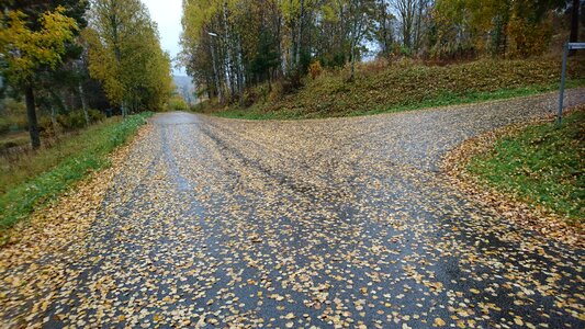 Street nature sweden