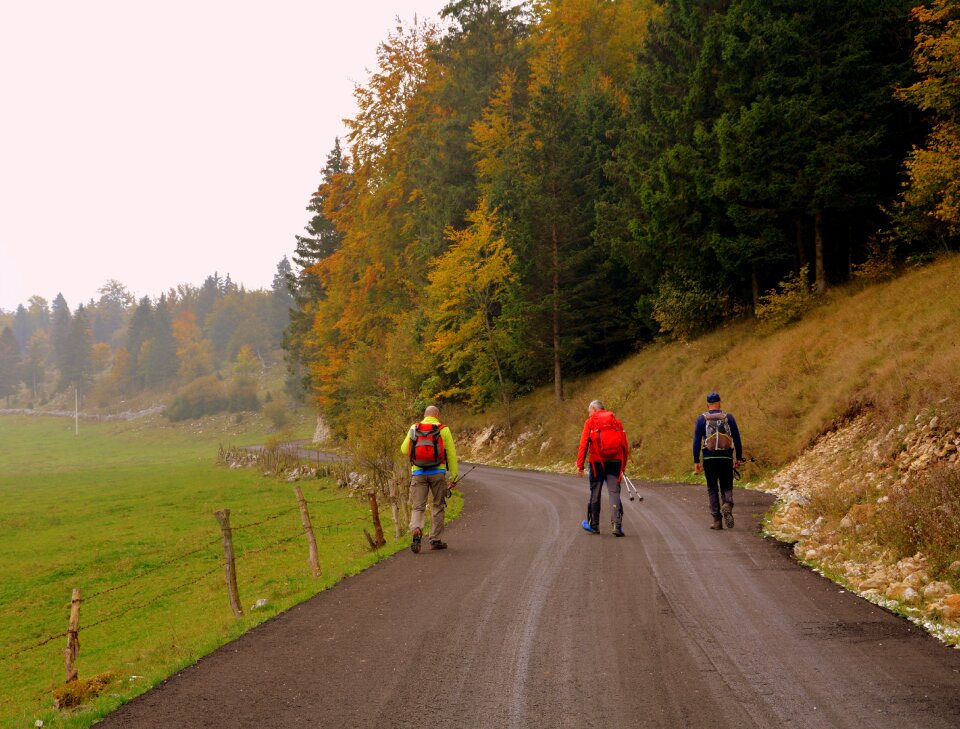 Road forest autumn