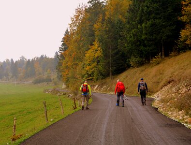Road forest autumn