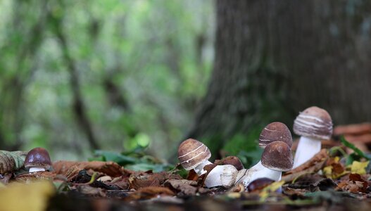 Cep mushroom autumn mushroom