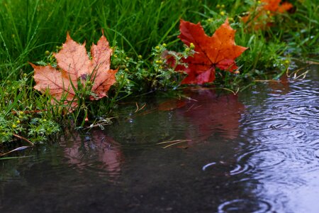 Autumn leaves raindrops autumn