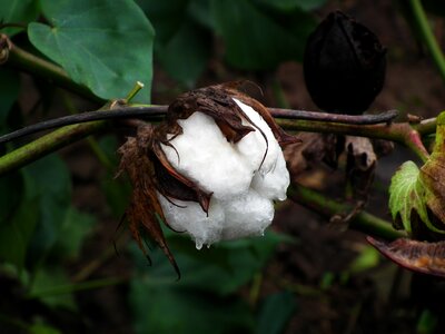 Cotton plant close-up