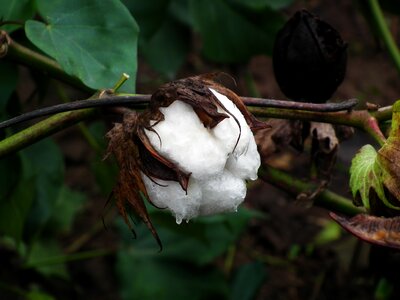 Cotton plant close-up photo