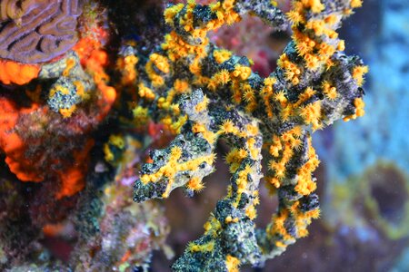 Reef exotic ocean photo