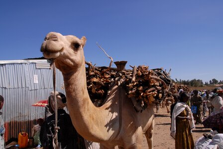 Camel africa ethiopia photo