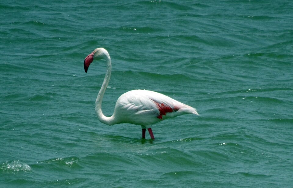 Wildlife nature flamingo