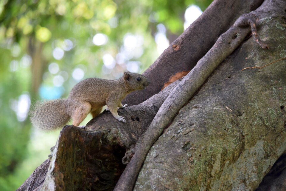 Squirrel park training ruffled feathers