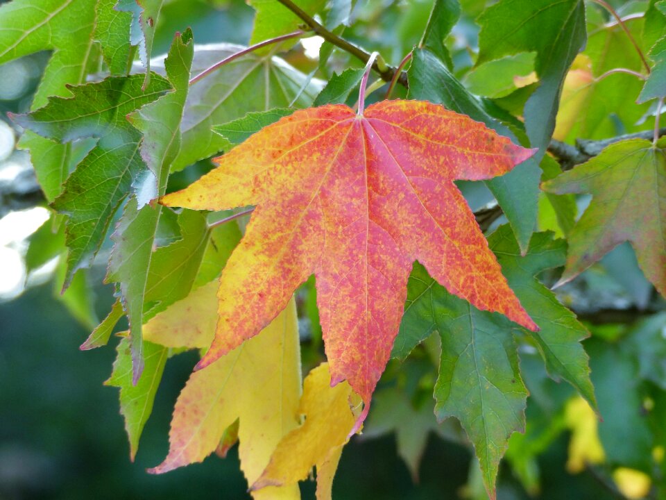 Golden autumn nature colorful